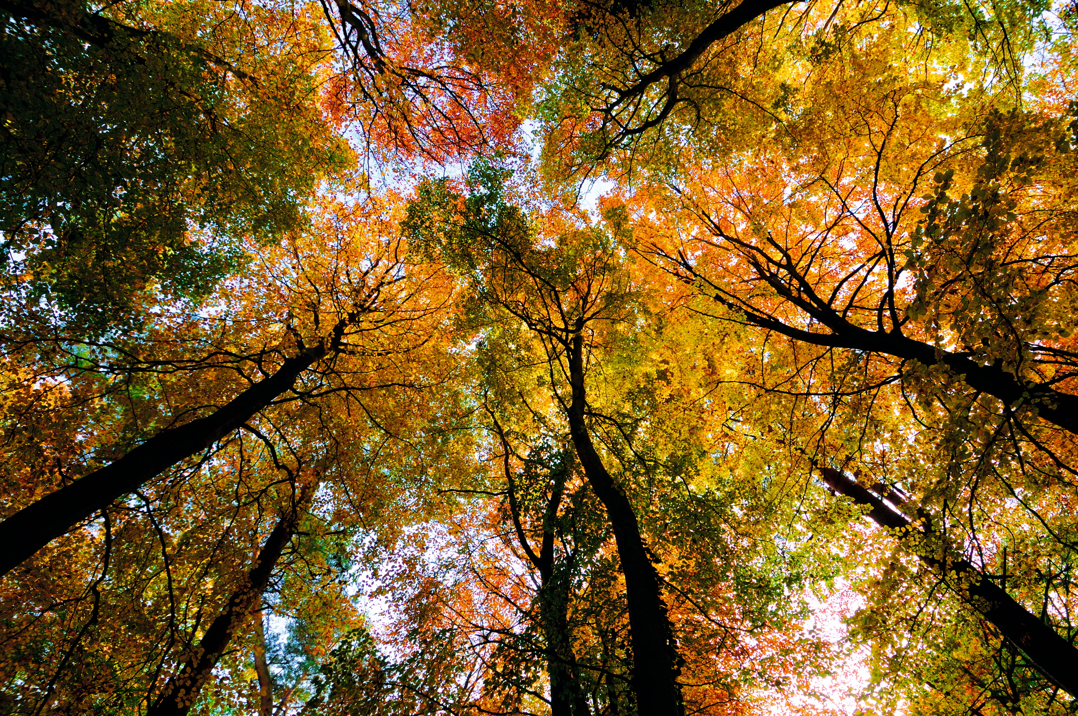 Look up and marvel: towering, straight trunks of beech engender feelings of awe.