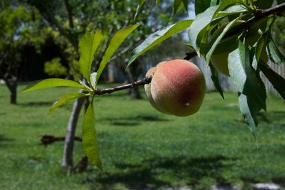 Peach 'Belle Of Georgia' Variety: Learn About Belle Of Georgia