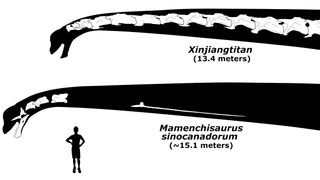The neck of the record-setting Mamenchisaurus sinocanadorum, with known bones in white, next to its close relative Xinjiangtitan, the longest-necked sauropod for which a complete neck is known.