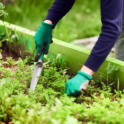 Woman weeding vegetable garden