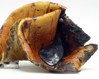 Tar collected in a birch bark container from the "pit roll" experiment, a technique which uses glowing embers placed over a roll of bark in a small pit.