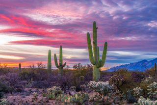 Saguaro cacti at sunset in Tucson, Arizona