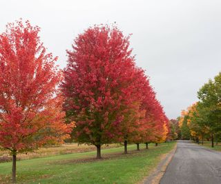 Line of red maple trees along road in the fall