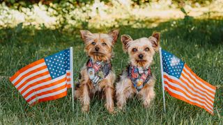 Two dogs sitting outside next to flags of the USA