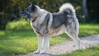 Norwegian Elkhound