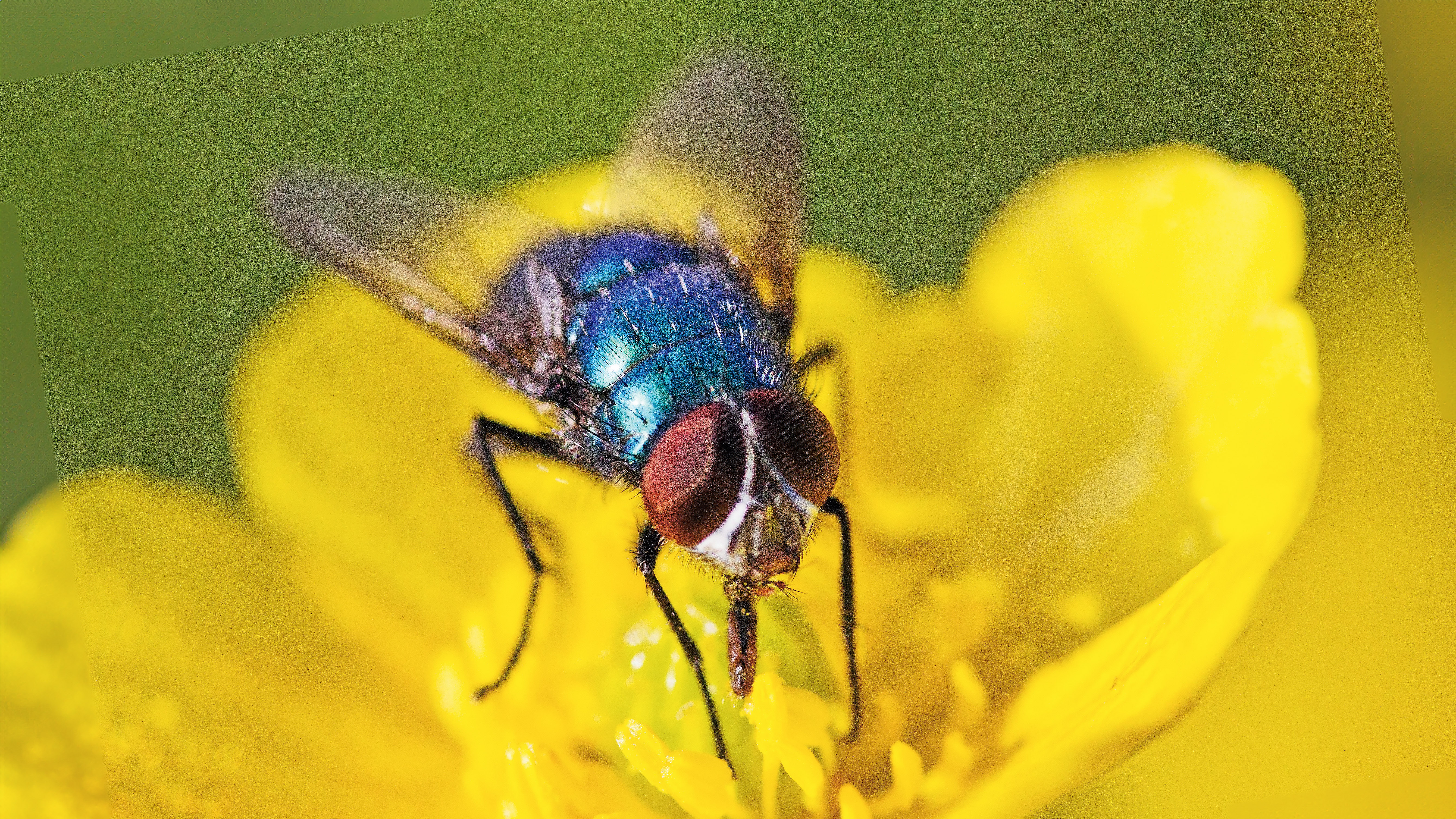 macro photo of a fly on a yellow flower