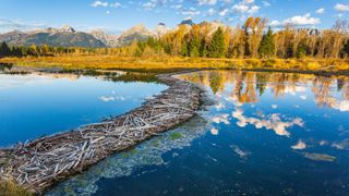 A curved beaver dam with mountains and fall color in the background in Grand Teton National Park.