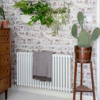 A houseplant display with a radiator