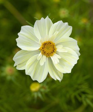primrose colored flower of cosmos bipinnatus ‘Xanthos’