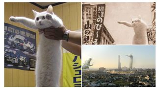 Longcat, the internet meme icon, dies aged 18 - CNET