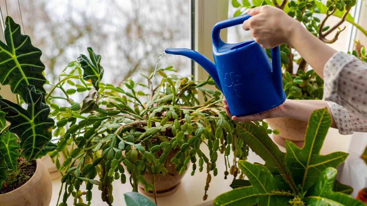 How to care for a Christmas cactus and keep it alive | Tom's Guide