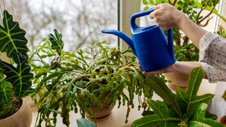Someone watering a Christmas cactus amongst other plants with a watering can