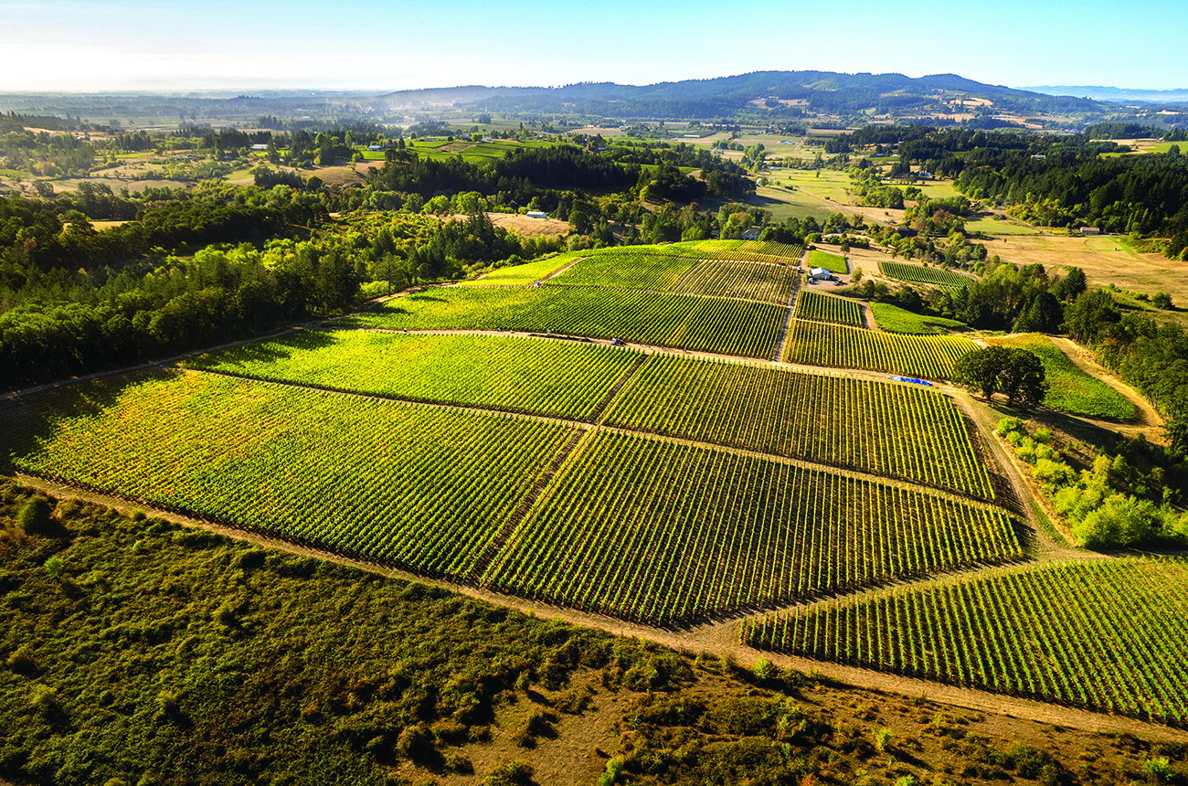 Chehalem Mountain Vineyard