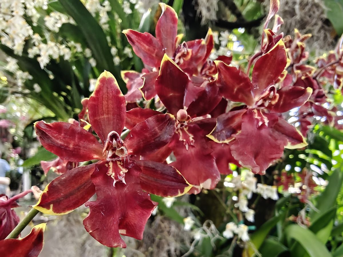 Orchids and flowers from the New York Botanical Garden