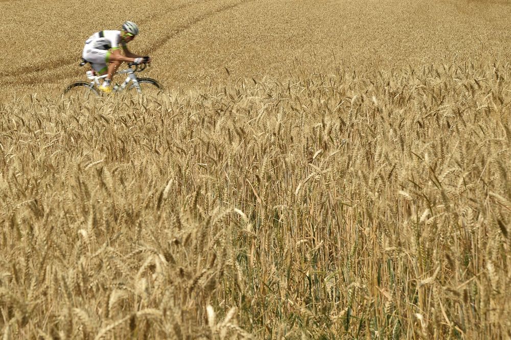 Wheat fields along the route of stage 7 at the Tour de France