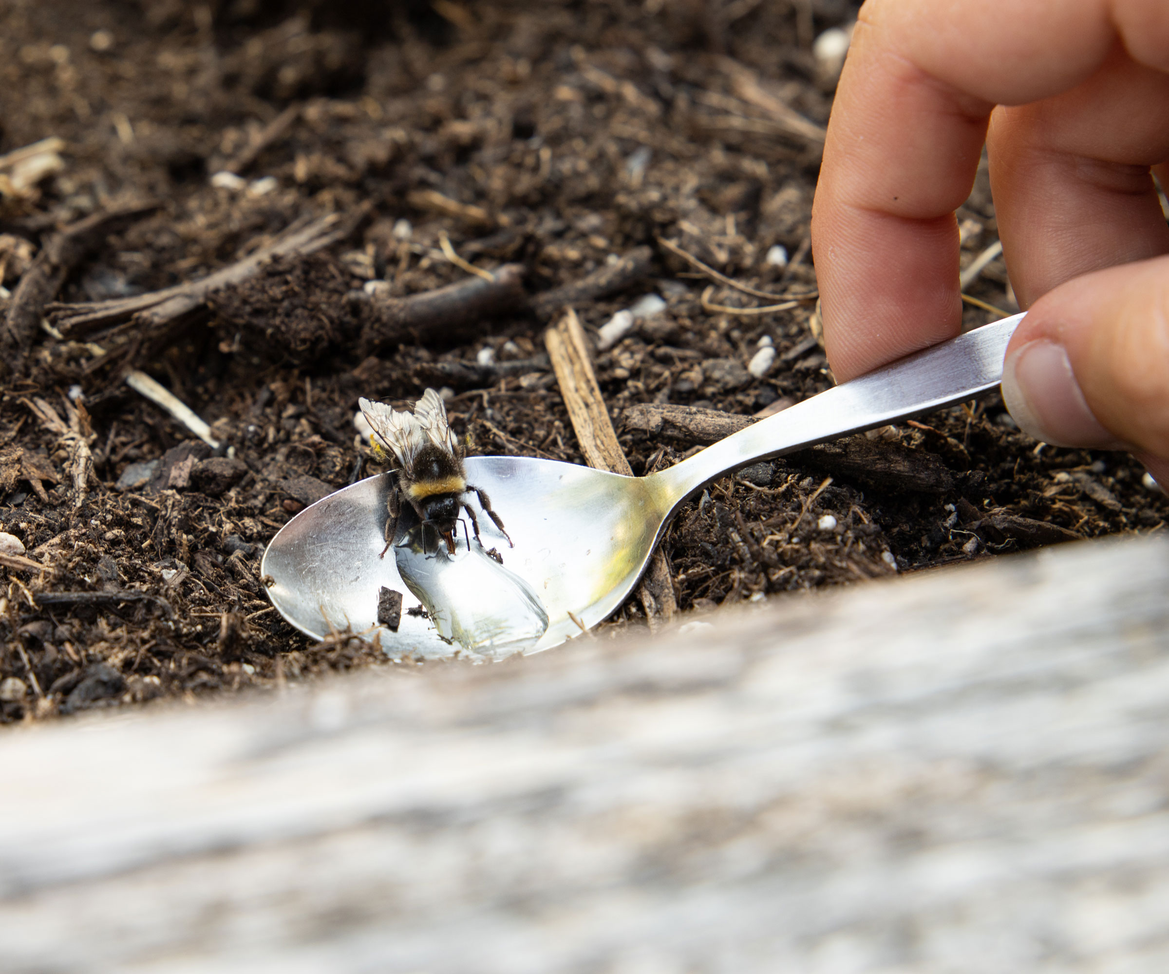 bumblebee feeding on sugar water on spoon