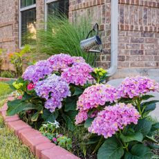 small hydrangea shrub in front yard