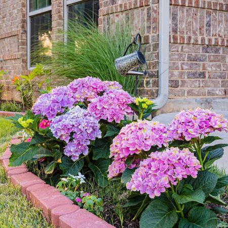 small hydrangea shrub in front yard