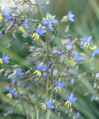 Dianella Coolvista flowers