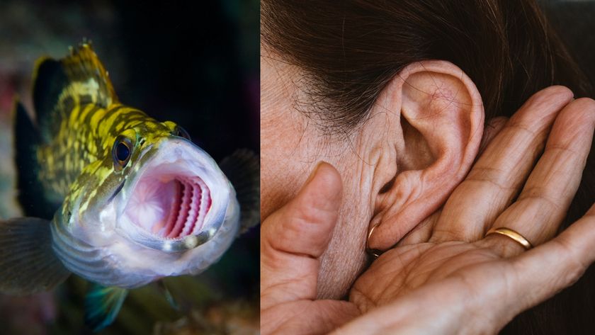 On the left, a fish with its mouth open and gills visible. On the right, a person holding their outer ear out.