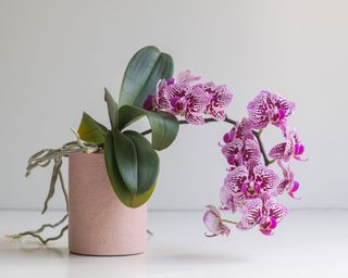 orchid plant drooping