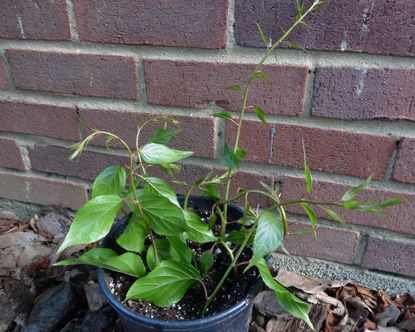 Potted Kiwi Cuttings