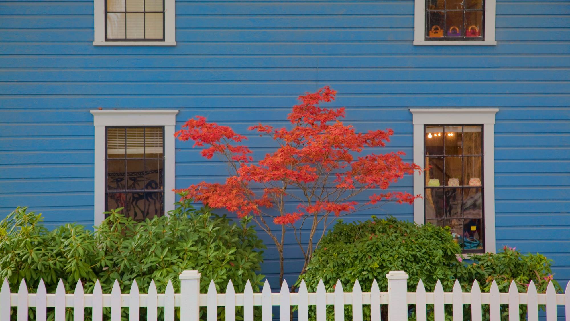 Red Japanese maple in front of blue house