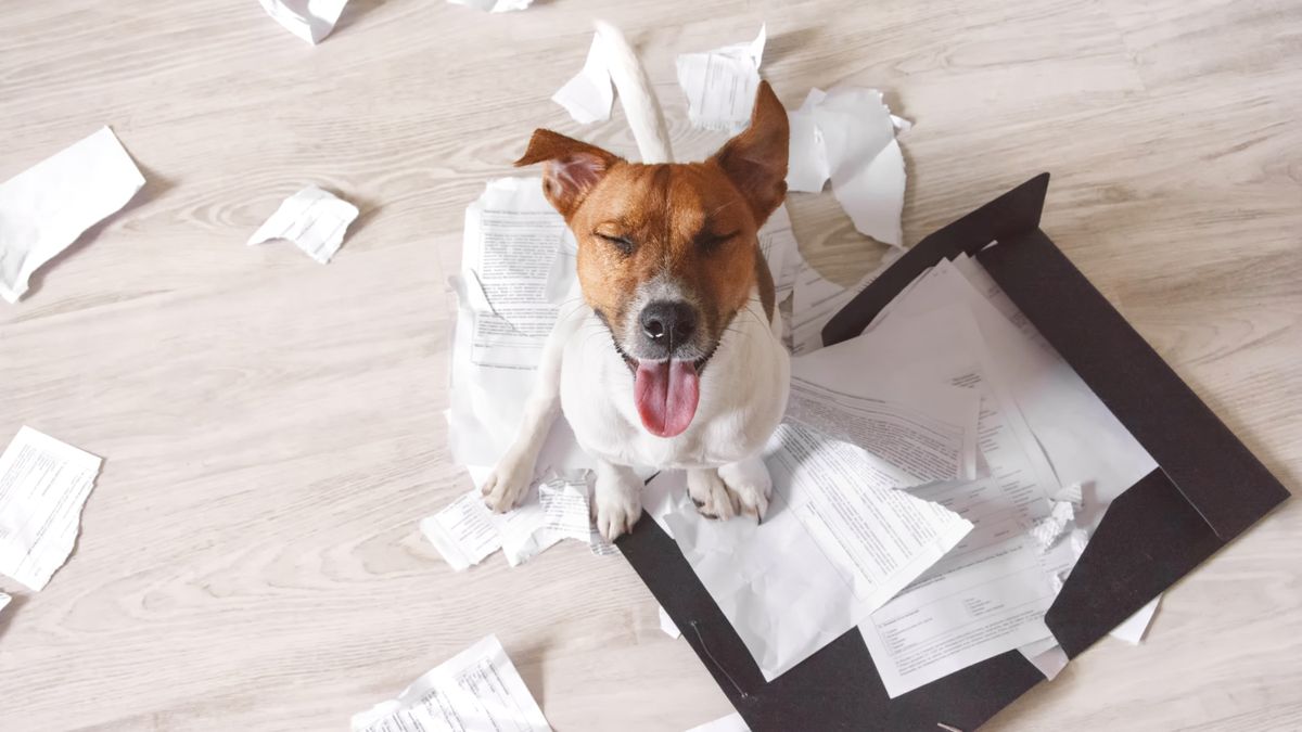 Dog sitting on shredded paper with their eyes closed