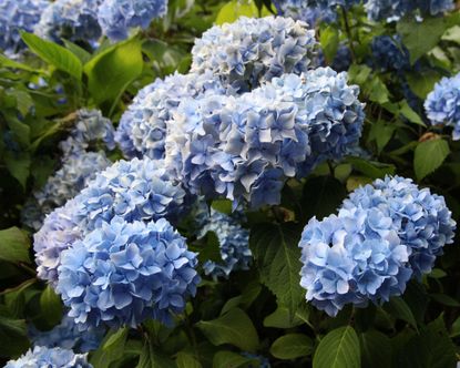 Propagating hydrangeas: get more stunning shrubs for free | Gardeningetc