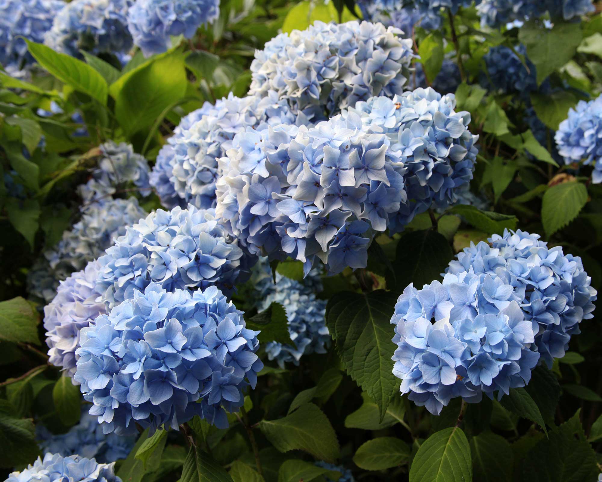 Propagating Hydrangeas: Get More Stunning Shrubs For Free 