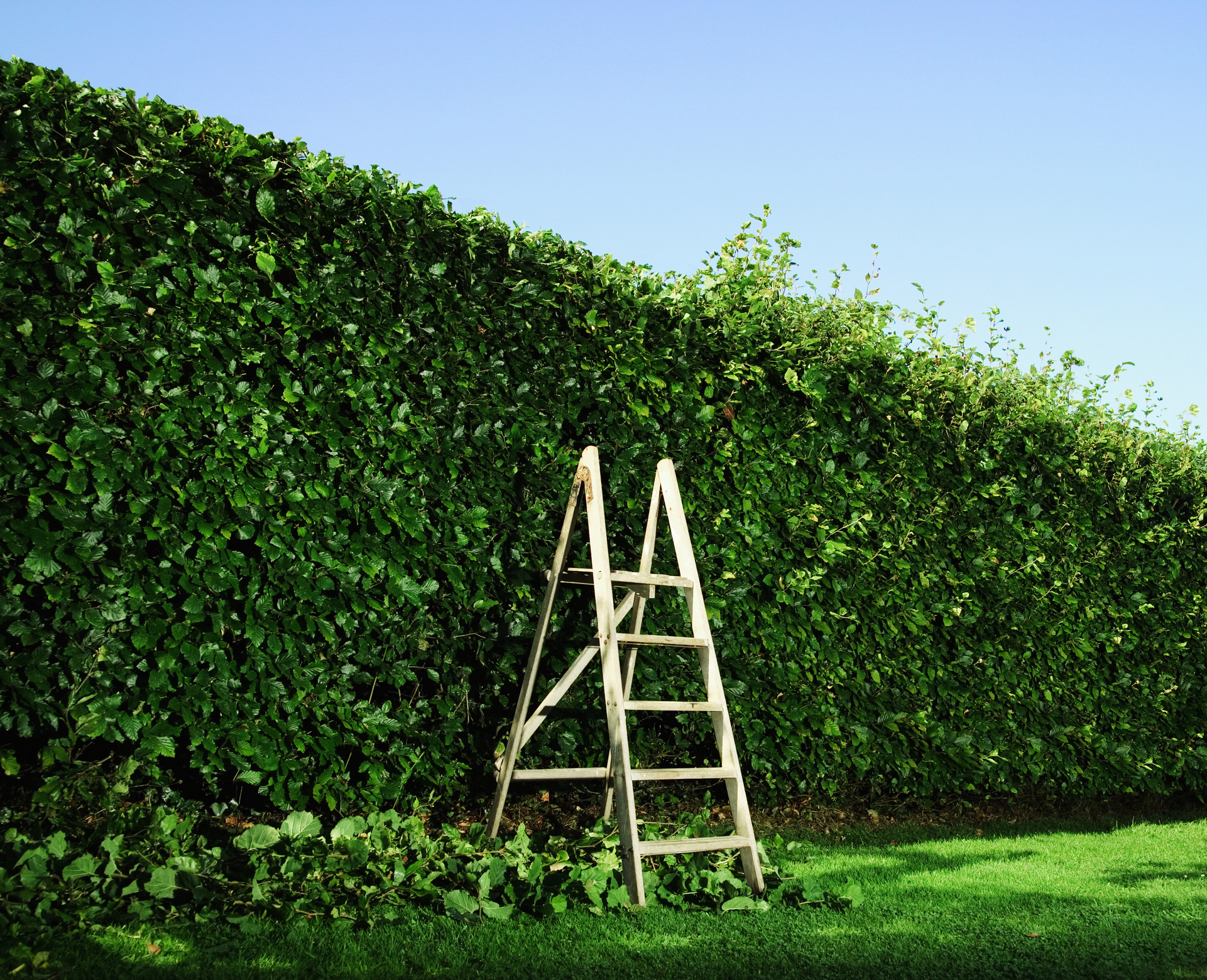 Trimmed garden hedge