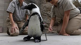 A small african penguin holds up a foot as if to take a step while two wildlife specialists crouch behind him on the ground, observing
