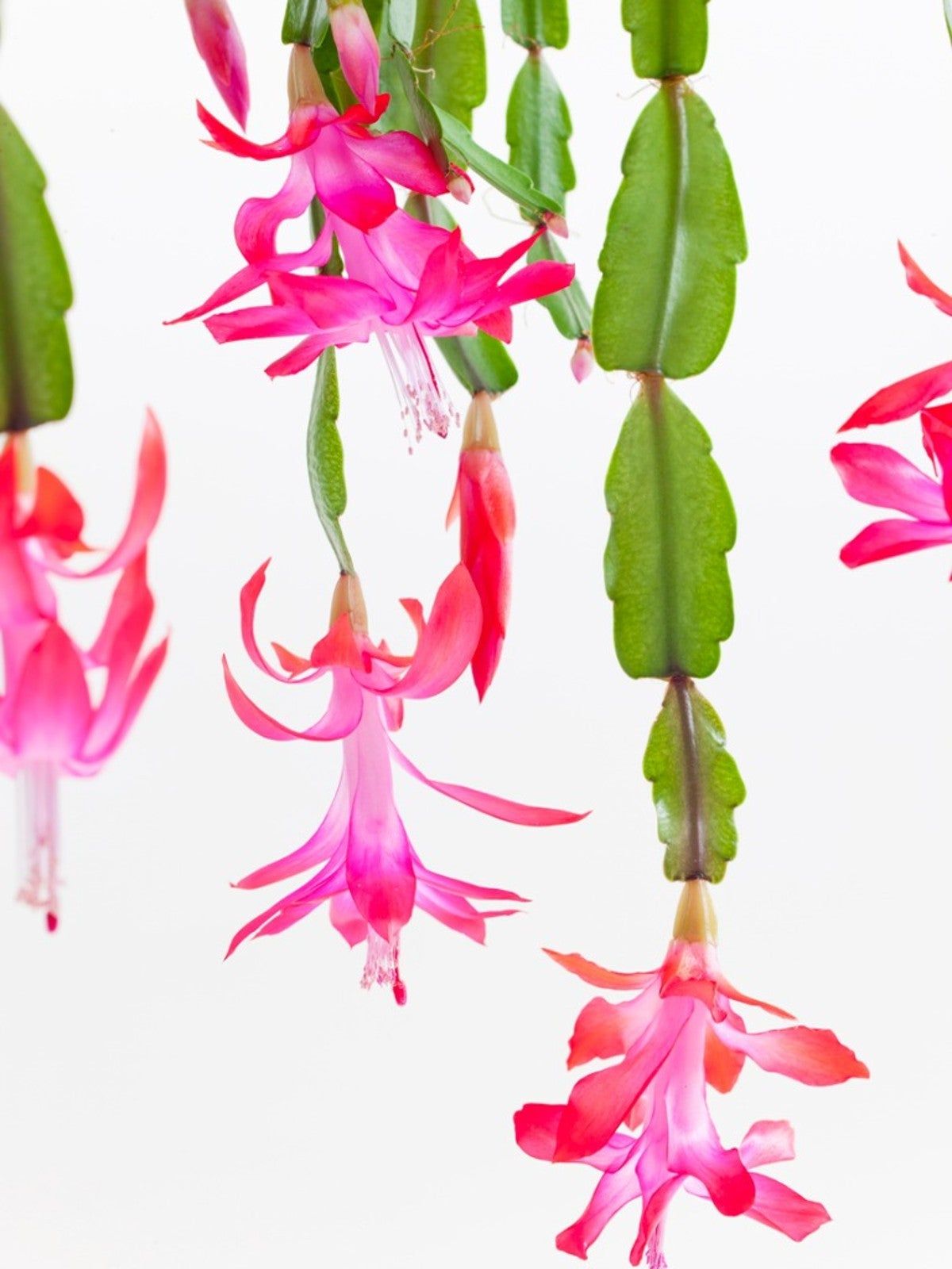 Christmas Cactus Fertilizer Requirements When And How To Feed A Christmas Cactus Gardening 7902