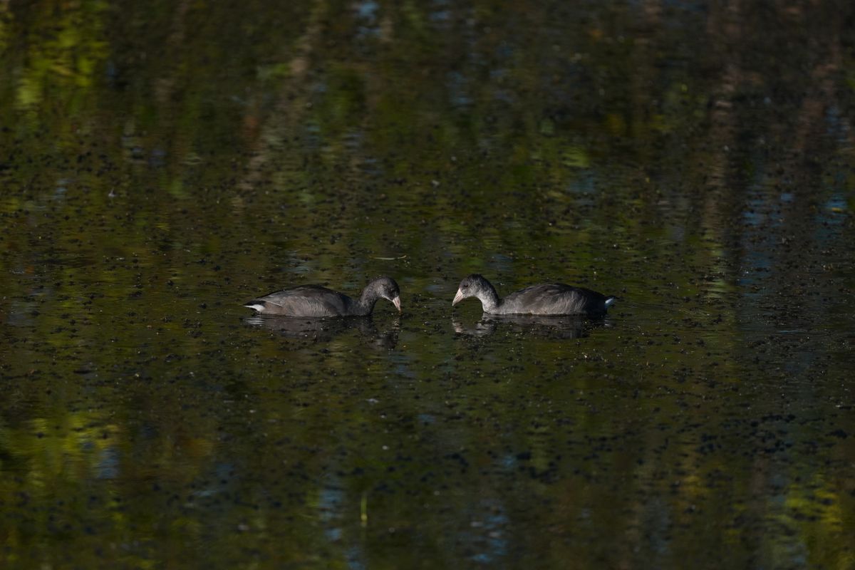Image sample from the Sony FE 600mm f/6.3 GM OSS