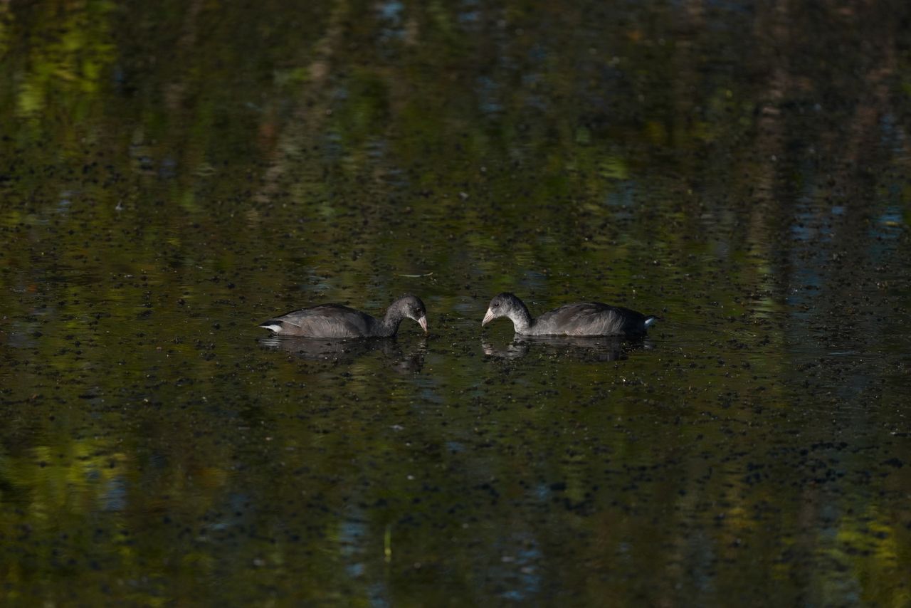 Image sample from the Sony FE 600mm f/6.3 GM OSS