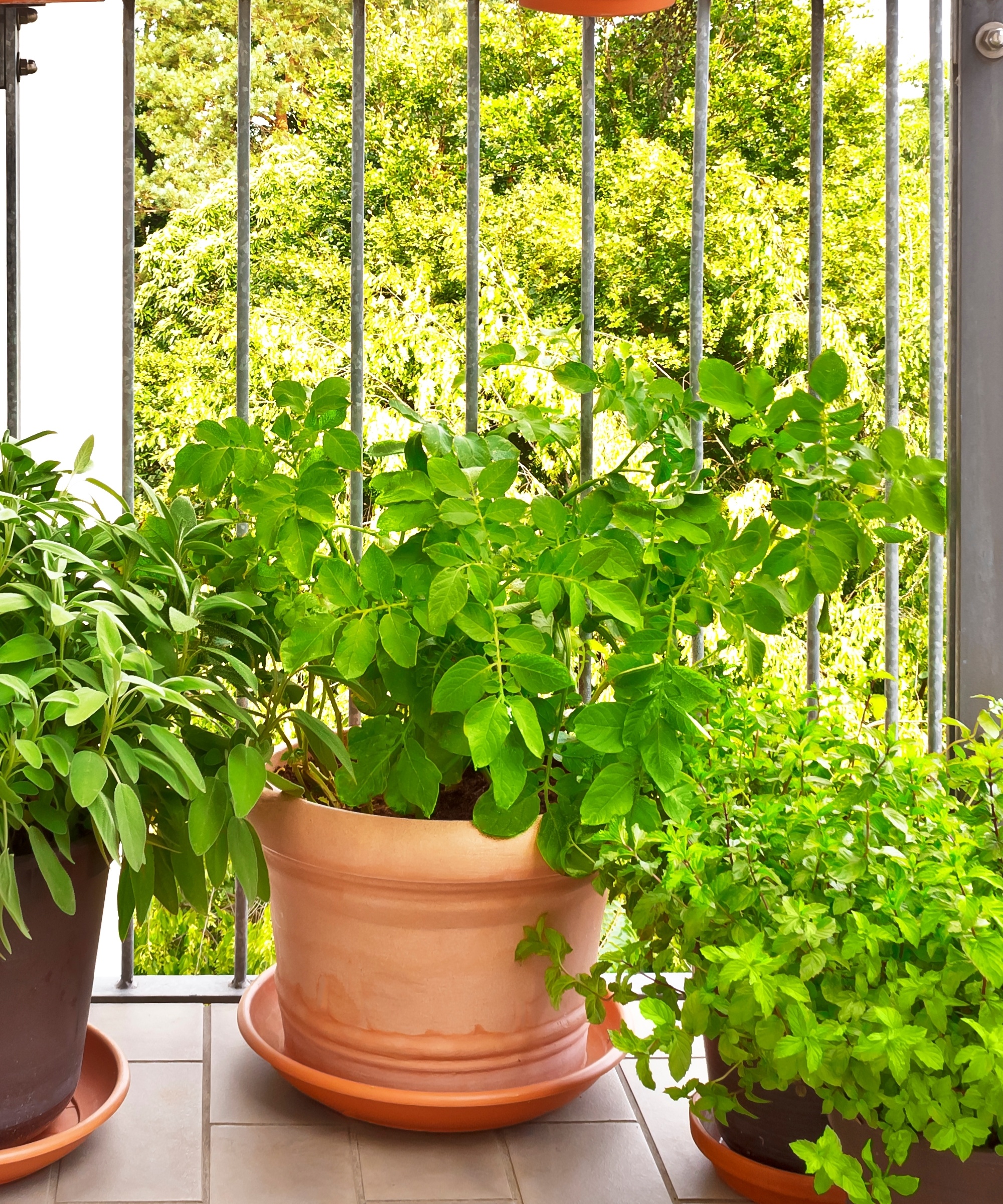 Potato plants growing in a balcony container