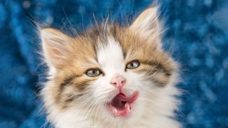 white and tortoiseshell kitten licking her lips