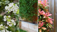 composite of hawthorn, bamboo and photinia