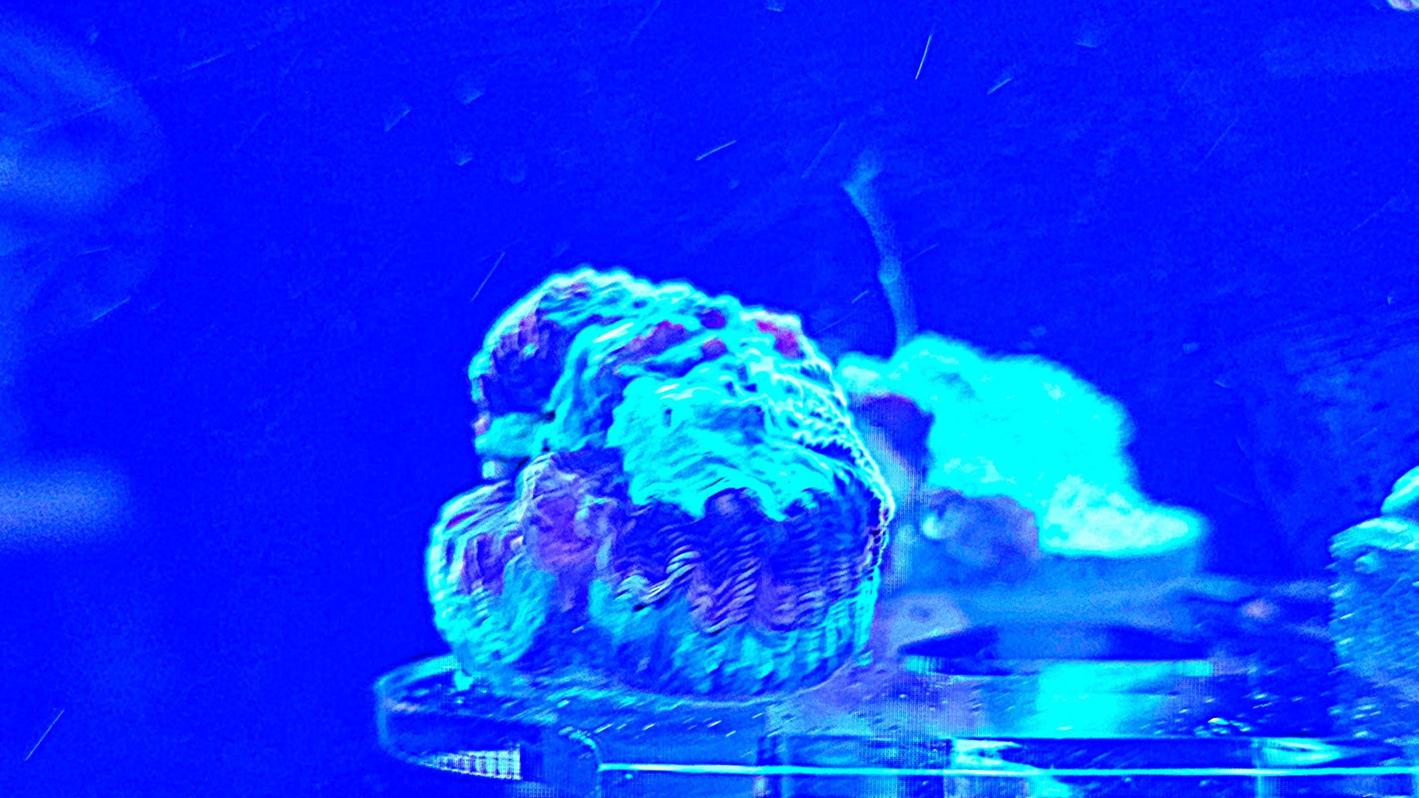 Zdjęcie koralowca zniszczonego przez dziwne oświetlenie