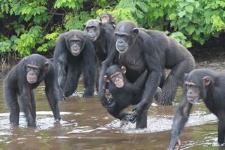 More than 60 chimpanzees were released to live on river islands in Liberia following the closing of a research lab where they were test subjects for a hepatitis vaccine.