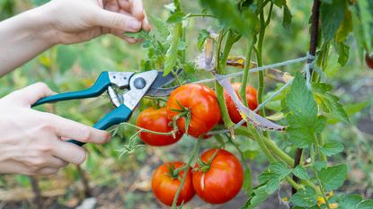 Removing tomato leaves