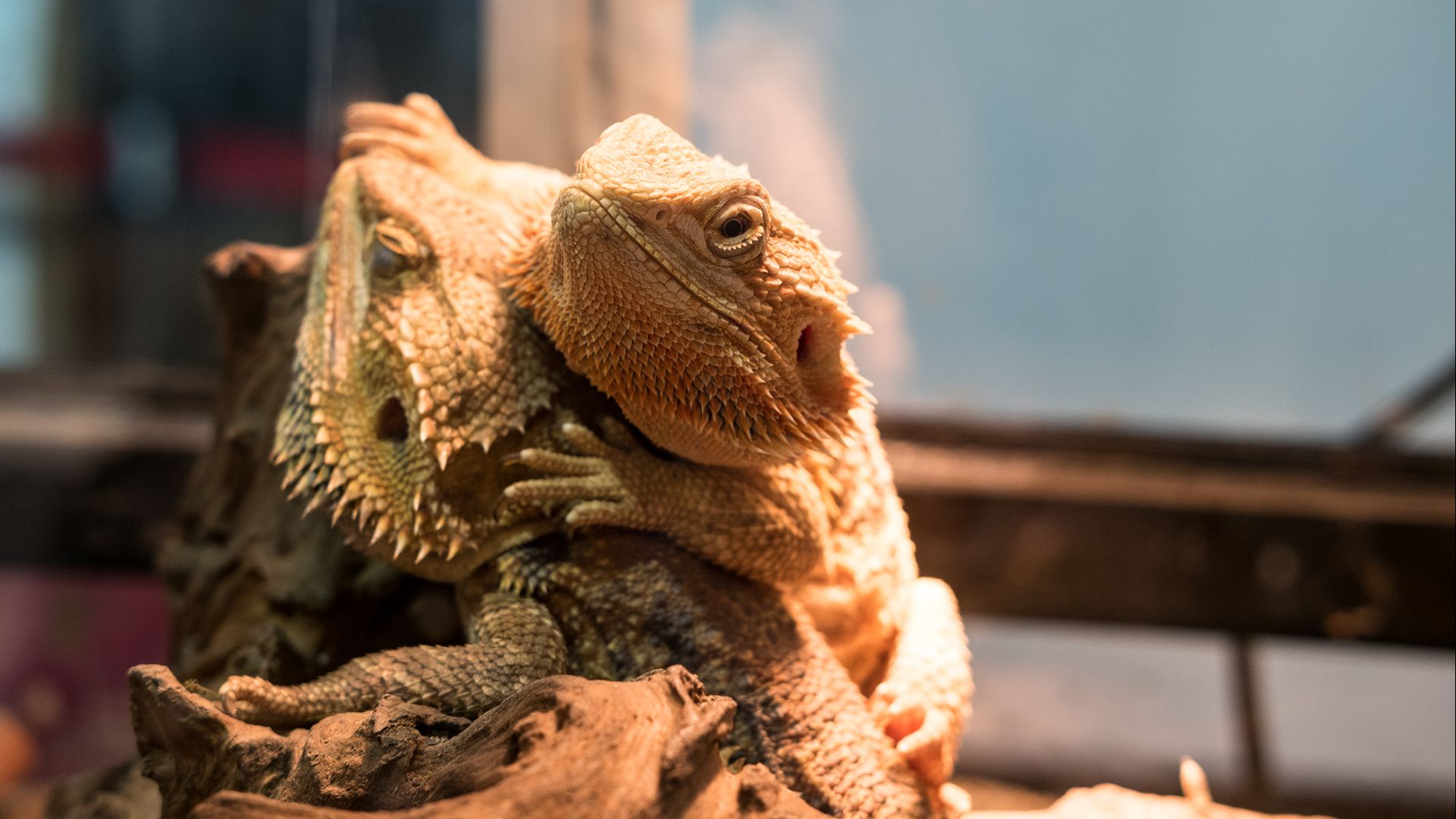 bearded dragons in a tank together