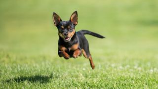 Chihuahua running fast
