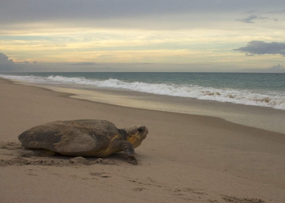 A loggerhead sea turtle heads toward the water in Melbourne Beach, Florida.