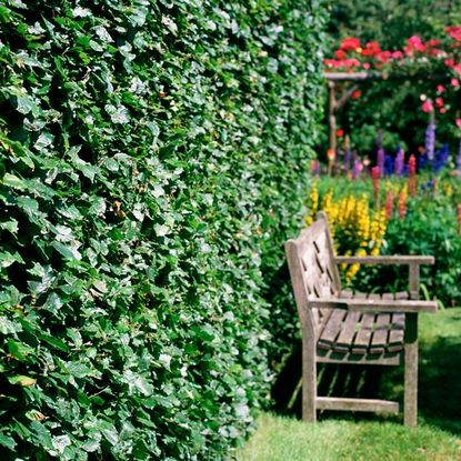 garden area with bench