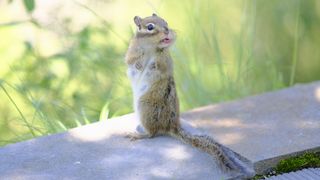A little squirrel turns toward the camera, tongue slightly protruding.