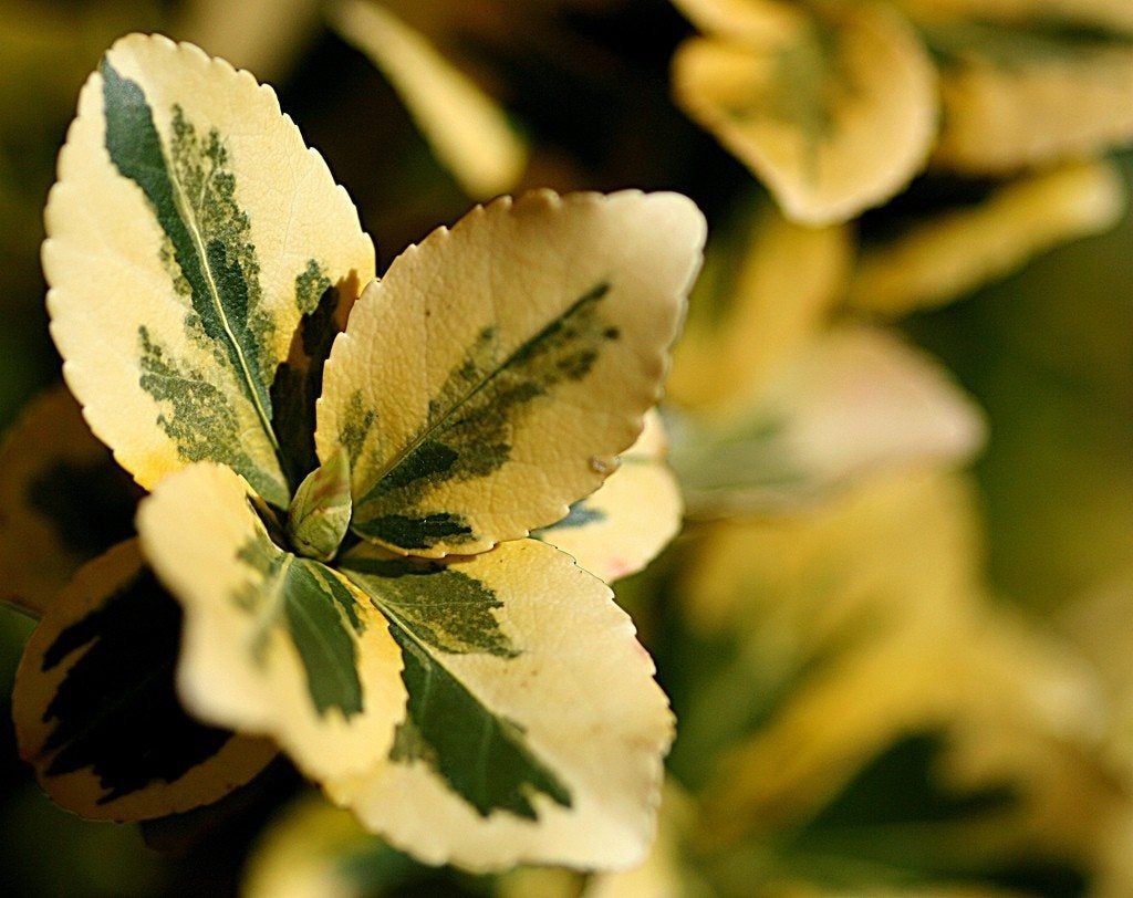 Plant With Colorful Foliage