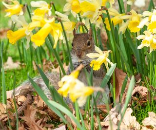 gray squirrel amongst the daffodils