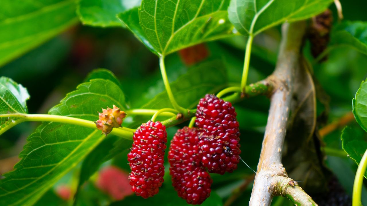 Fruits of the red mulberry tree, Morus rubra, during summer