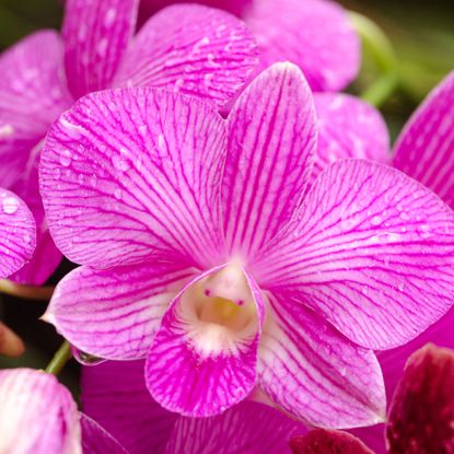 Orchid with moisture drops on the petals